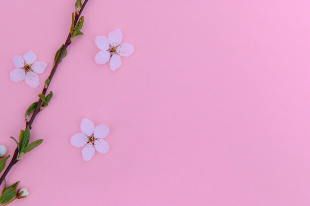 Fondo de primavera de flor de albaricoque Banner porizontal