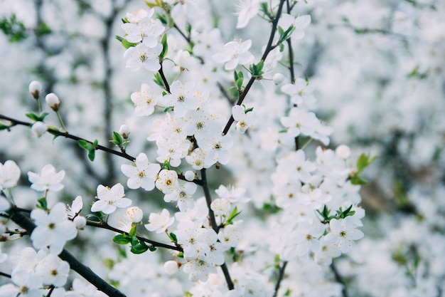 fondo de primavera flor de cerezo en un día soleado