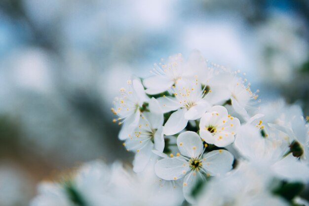 fondo de primavera flor de cerezo en un día soleado