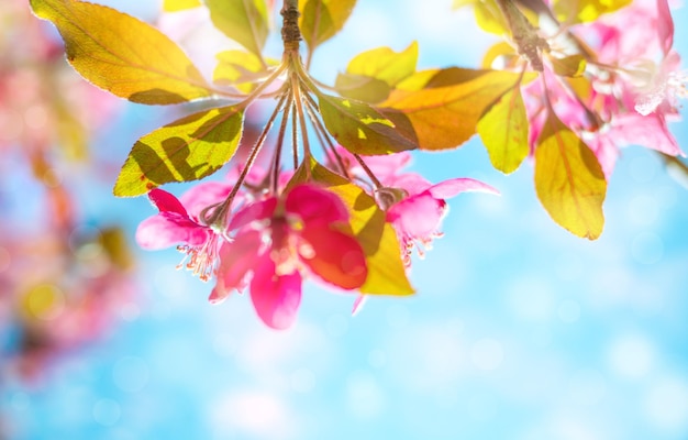 Fondo de primavera con flor rosa Hermosa escena natural con árbol floreciente contra el cielo azul