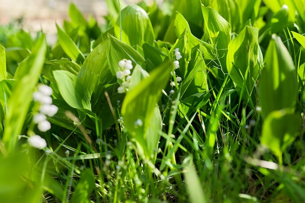 Fondo de primavera floral verde, pradera con lirios florecientes del valle.