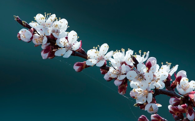 Fondo de primavera con flores, albaricoquero