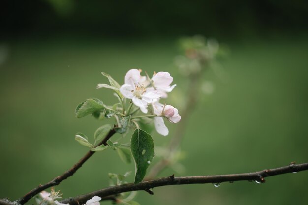 fondo de primavera con flores blancas y hojas de manzana Desenfoque de fondo de flor de primavera