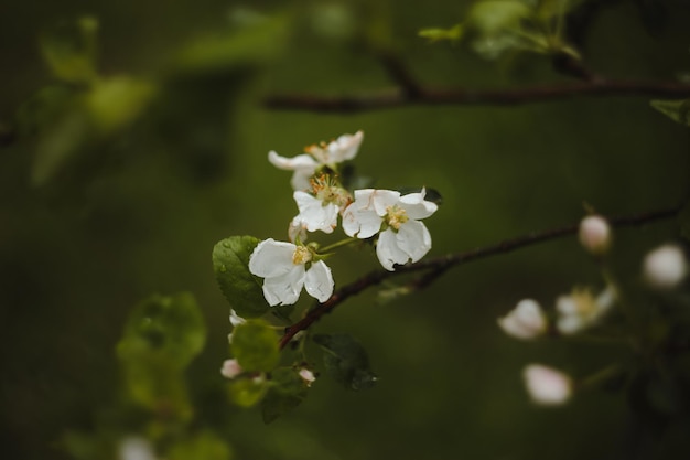 fondo de primavera con flores blancas y hojas de manzana Desenfoque de fondo de flor de primavera