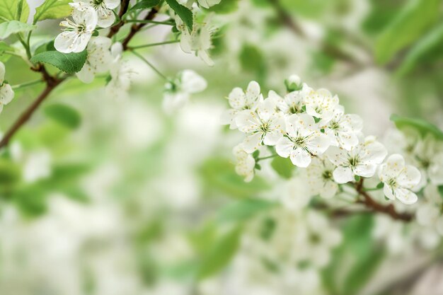 Fondo de primavera de flores blancas sobre un fondo borroso