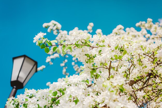 Fondo de primavera con flores florecientes de manzano blanco