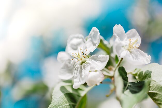 Fondo de primavera con flores florecientes de manzano blanco