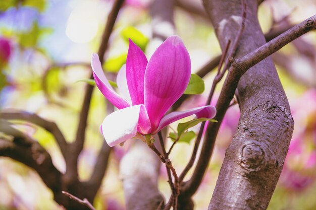 Fondo de primavera de flores de magnolia floreciente