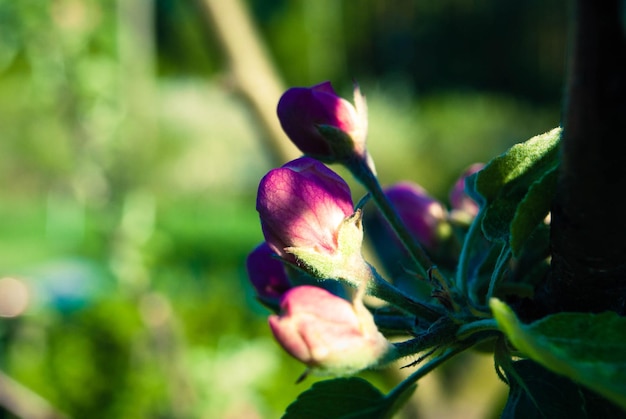 Foto fondo de primavera de flores de manzana rosa hermosa