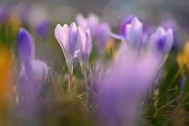 Fondo de primavera con flores Naturaleza y fotografía delicada con detalles de azafranes coloridos florecientes en primaveraCrocus vernus