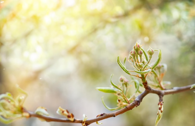 Fondo de primavera con flores de peral