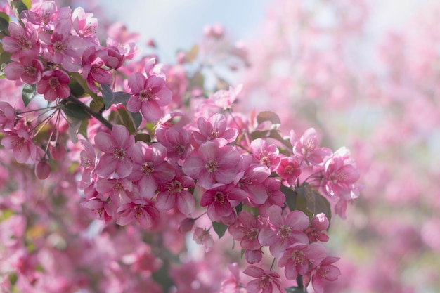 Fondo de primavera de floresFlores de manzano rojoEspacio para texto