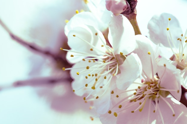 Fondo de primavera hermosa flor de albaricoque