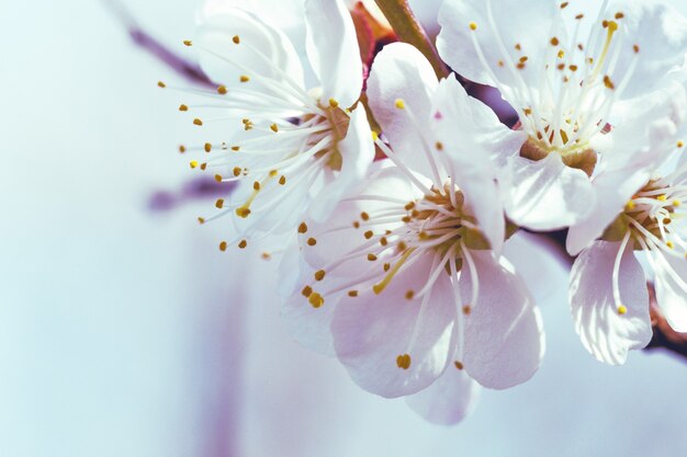 Fondo de primavera hermosa flor de albaricoque