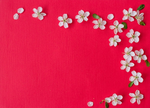 Fondo de primavera hermosa con flores blancas