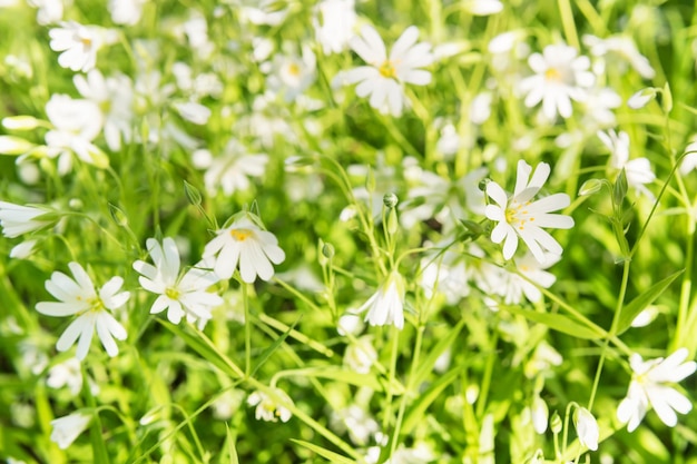 Fondo de primavera - hermosas flores blancas en hierba verde ornithogalum