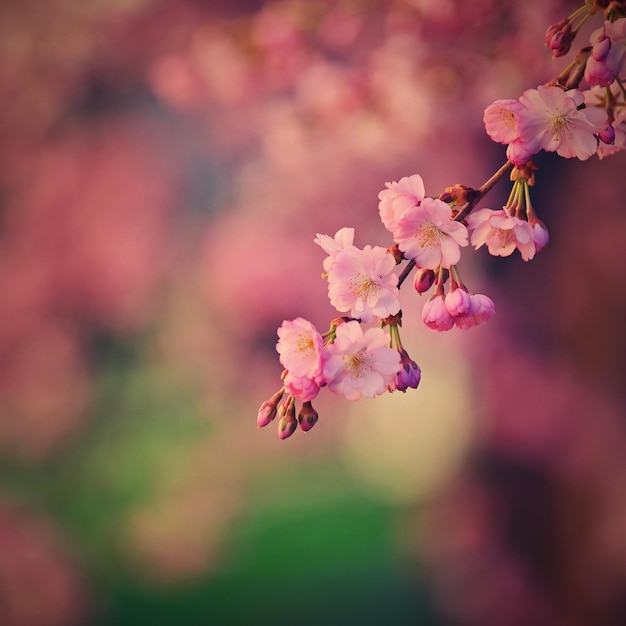 Fondo de primavera Hermoso árbol en flor con colores naturales