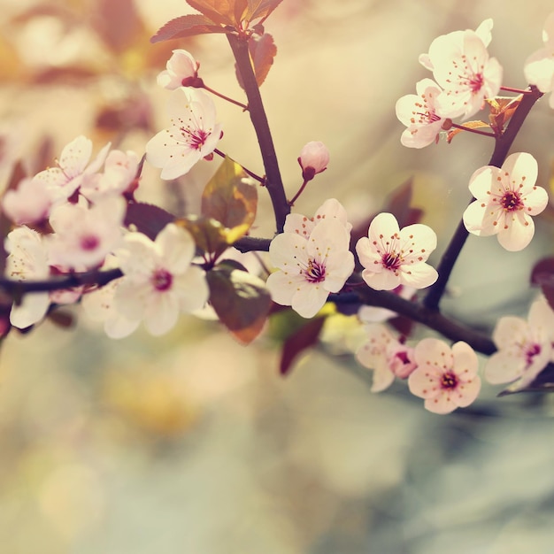 Fondo de primavera Hermoso árbol floreciente Cerezo japonés Sakura Flores en un día soleado