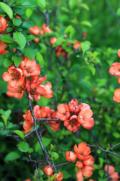 Fondo de primavera de jardín japonés de membrillo floreciente con enfoque selectivo suave