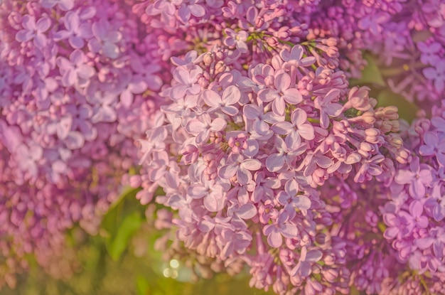 Fondo de primavera lila Primer plano hermosa lila Imagen macro de flores violetas lilas