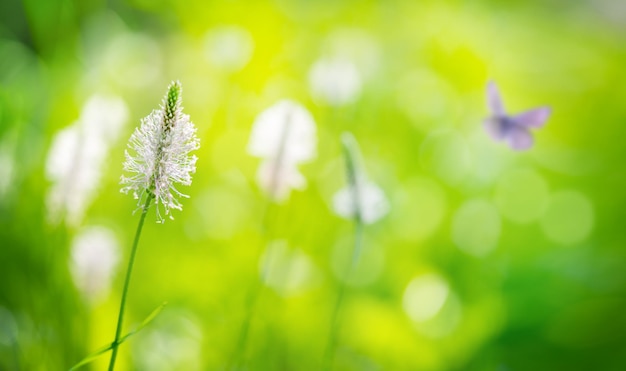 Fondo de primavera con luces desenfocadas y mariposa Enfoque selectivo