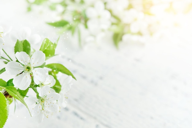 Fondo de primavera con manzanas blancas o flores de cerezo y fondo de madera Tarjetas de felicitación de primavera de Pascua o Pascua con espacio de copia Plantas naturales paisaje ecología concepto de papel tapiz fresco Mockup