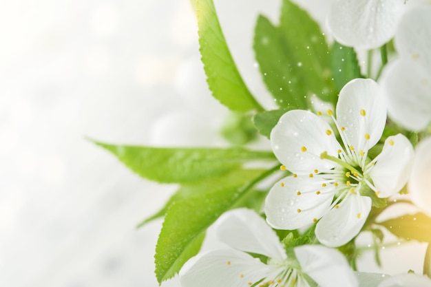 Fondo de primavera con manzanas blancas o flores de cerezo y fondo de madera Tarjetas de felicitación de primavera de Pascua o Pascua con espacio de copia Plantas naturales paisaje ecología concepto de papel tapiz fresco Mockup