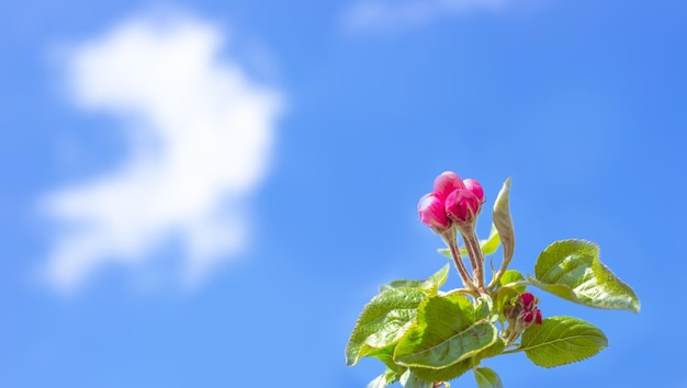 Fondo de primavera Ramita floreciente de un manzano capullos de flores rosas contra un cielo azul en un día soleado