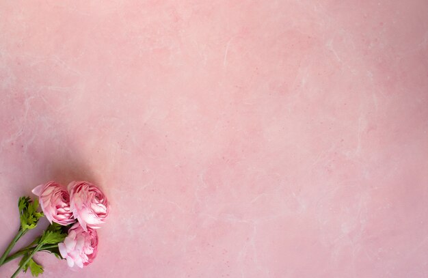 Fondo de primavera, ranúnculos de flores rosadas en rosa