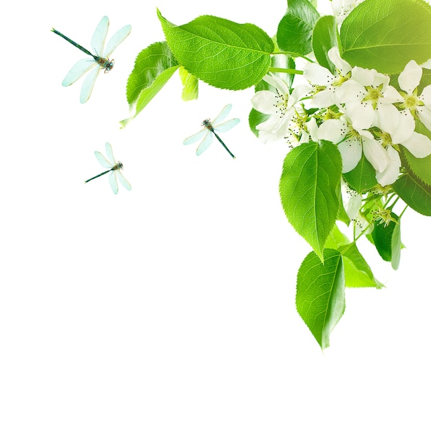 Fondo de primavera saludable con hojas verdes, flores de primavera y libélula aislado sobre fondo blanco.