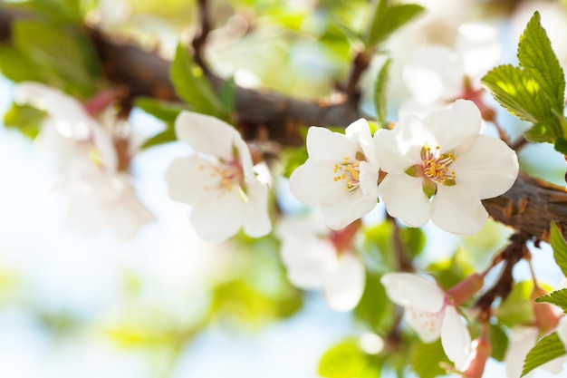 Fondo de primavera soleada de flor de cerezo de sakura