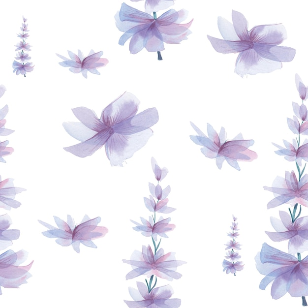 Fondo de primavera suave, patrón de flores violetas. Flores violetas acuarela, dibujadas a mano, aisladas sobre fondo blanco. Telón de fondo transparente.