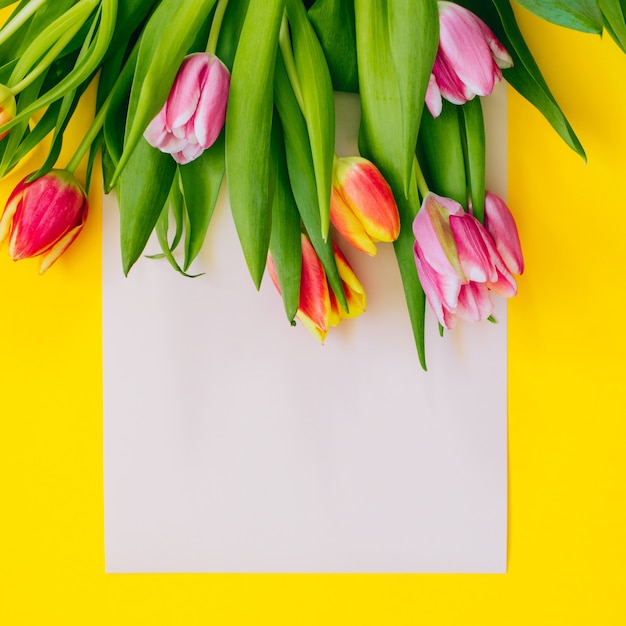 Fondo de la primavera: tulipanes rosados en la tarjeta beige enmarcada con el fondo amarillo. Lay Flat. Copia espacio