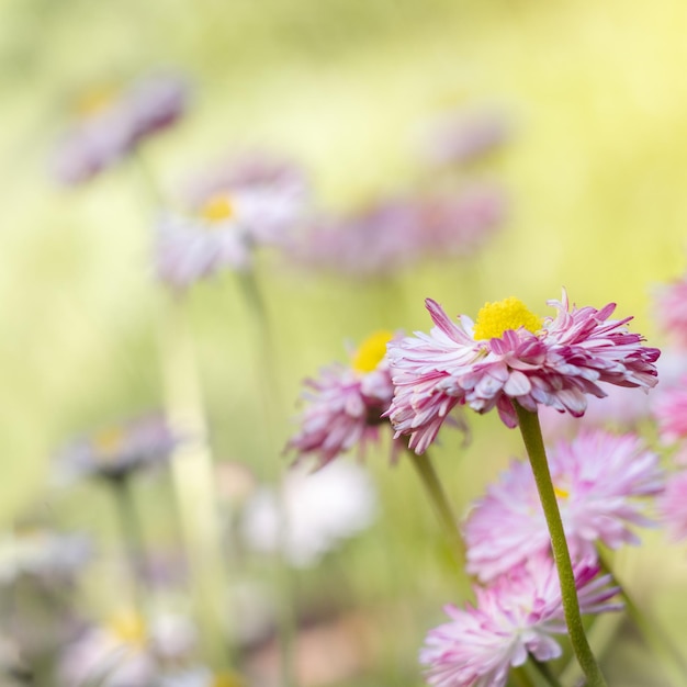 Foto fondo de primavera verano flores de prado margaritas en un prado en un día soleado