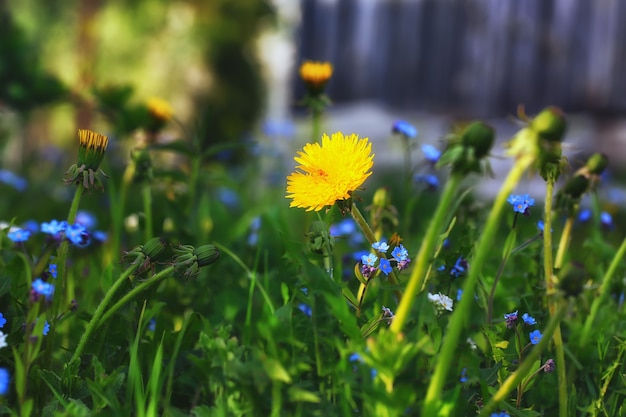 Fondo de primavera verano jardín diente de león