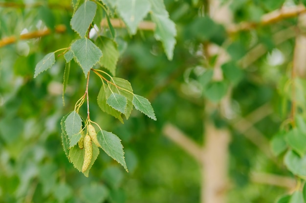 Fondo de primavera verde fresco con amentos de abedul y hojas verdes jugosas jóvenes en las ramas Betula pendula Primer plano