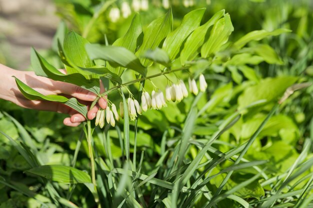 Foto fondo de primavera verde, mano de mujer con flores blancas en el jardín de primavera