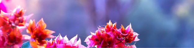 Fondo primaveral de flores florecientes al aire libre con espacio libre para insertar texto