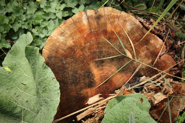 fondo de primer plano de árbol cortado