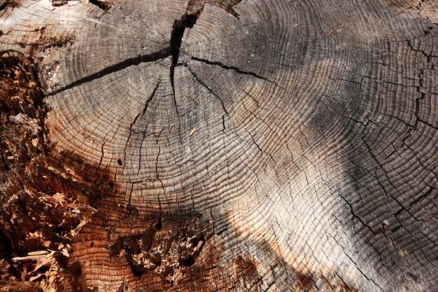 fondo de primer plano de árbol cortado