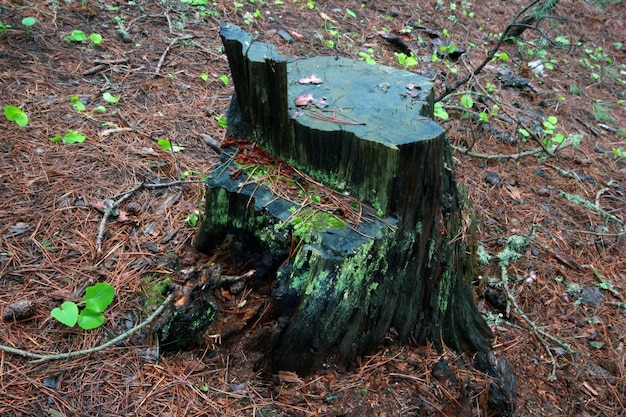 fondo de primer plano de árbol cortado