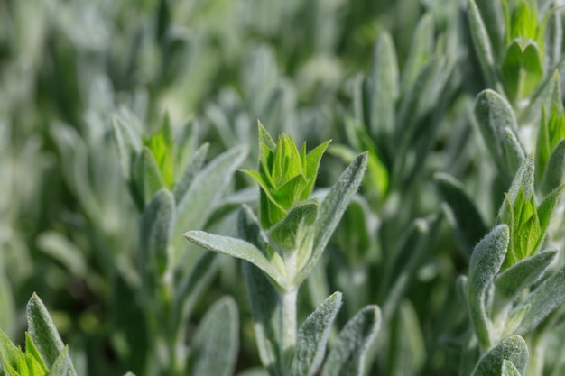 Fondo de primer plano de campo de té de montaña verde fresco