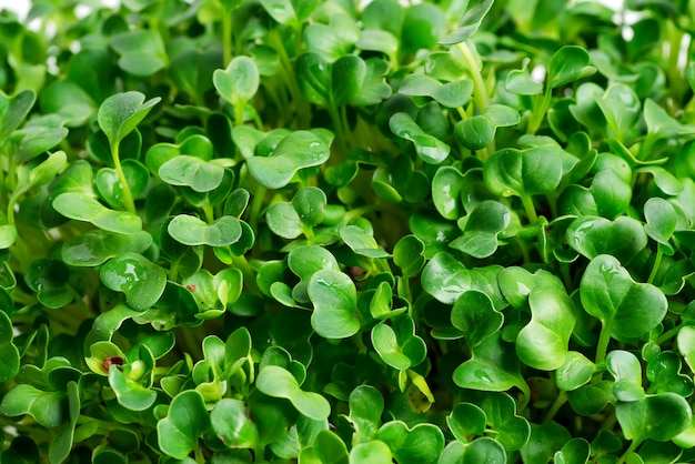 Fondo de primer plano de crecimiento microgreen como telón de fondo natural.