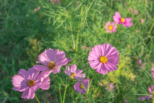 Fondo de primer plano de flor de Cosmos