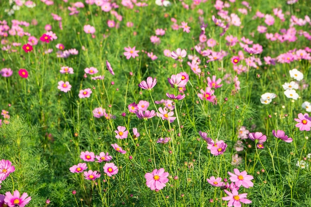 Fondo de primer plano de flor de Cosmos