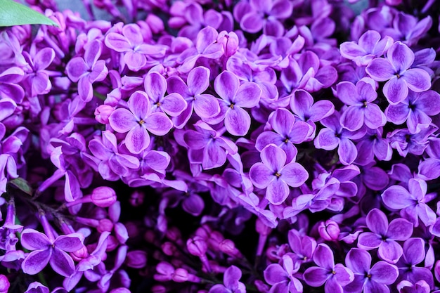 Fondo de primer plano de flores lilas florecientes