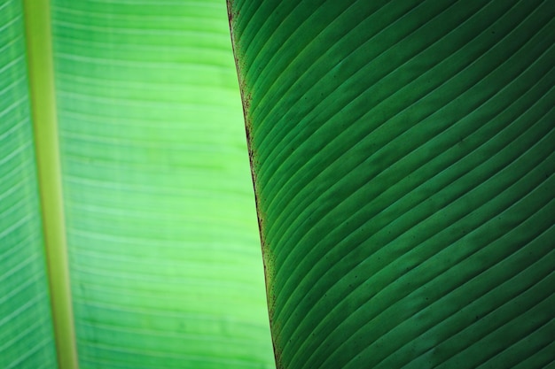 Fondo de primer plano de hoja verde plátano use espacio para texto o diseño de fondo de imagen Fondo de textura retroiluminación hoja verde fresca