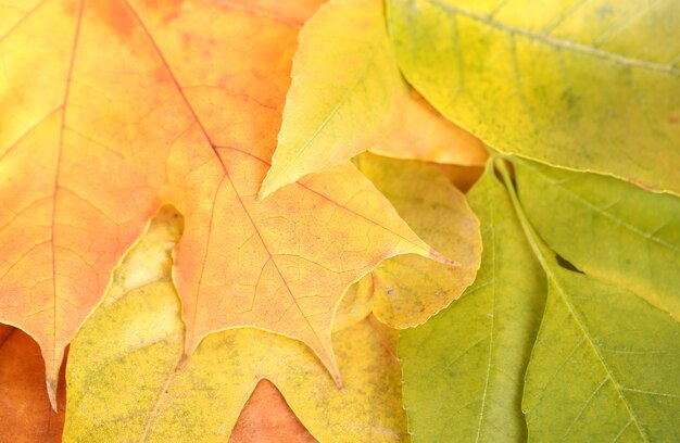 Fondo de primer plano de hojas de otoño brillante