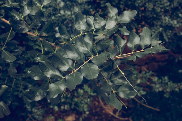 Fondo de primer plano de muchas hojas verdes en las ramas de los árboles en el bosque oscuro contra un fondo borroso