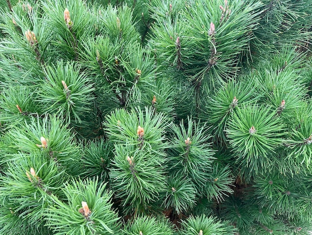 Fondo de primer plano de pino de montaña (Pinus mugo). Textura de pino elfin europeo